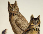 ����� ������� ����� � ����: "Birds of America"