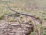 ������� ����� ������� ��������� - �������� Ctenomorpha chronus  ���� � ����� lenta.ru 