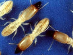 � �������� Termes panamaensis ����� ��������������� ������  ���� � ����� ars.usda.gov