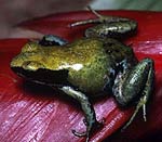 ����: Mantella viridis ������� �������. � ������� ����� ������������.