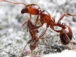 ������� ������������ �������� ��������� ��� ����: myrmecos.net
