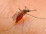 ����� Culex pipiens quinquefasciatus