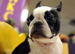�������� ����� Westminster Kennel Club Dog Show 2010