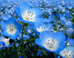 �������� �������� ���� Hitachi Kaihin Park