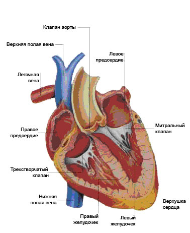 Заболевания сердца Заболевания сердца