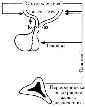 Рис 2. Уровни функционирования обратной связи. Рис 2. Уровни функционирования обратной связи.