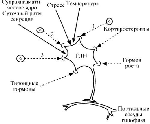 Схема 14. Контроль секреции и высвобождение тиролиберина. Схема 14. Контроль секреции и высвобождение тиролиберина.