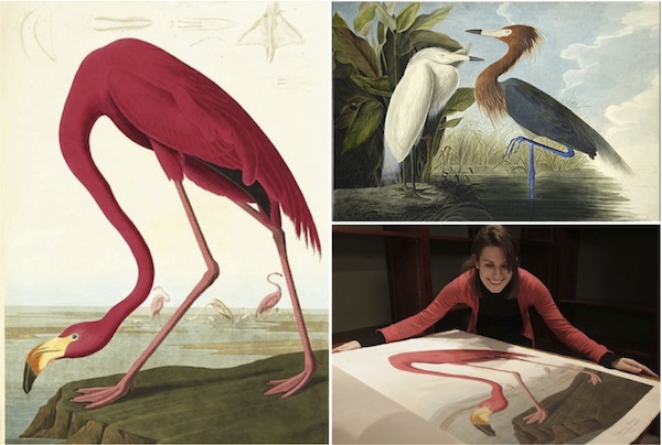 Самая дорогая книга в мире: "Birds of America" Самая дорогая книга в мире: "Birds of America"