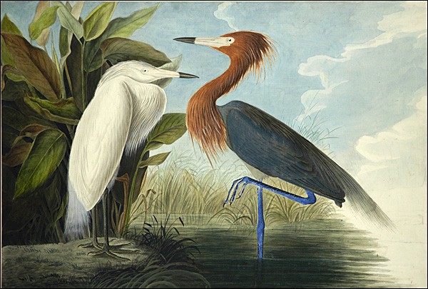Самая дорогая книга в мире: "Birds of America" Самая дорогая книга в мире: "Birds of America"