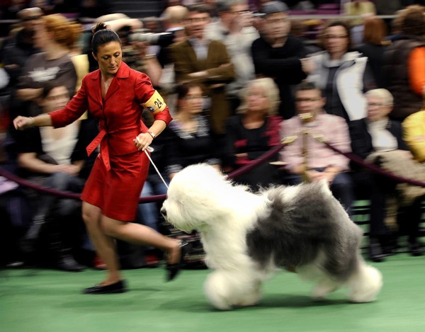 �������� ����� Westminster Kennel Club Dog Show 2010