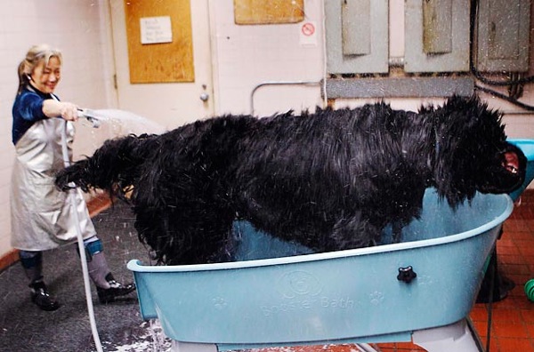 �������� ����� Westminster Kennel Club Dog Show 2010