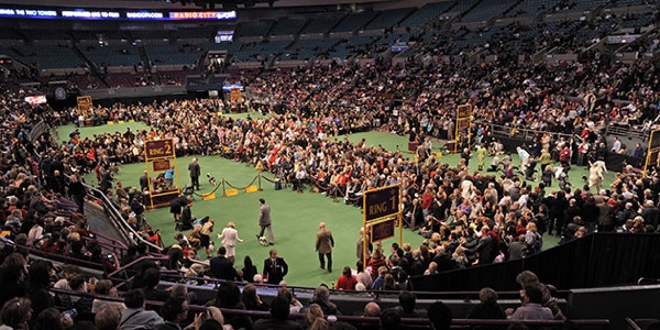 �������� ����� Westminster Kennel Club Dog Show 2010