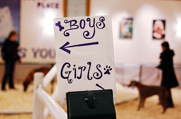 �������� ����� Westminster Kennel Club Dog Show 2010
