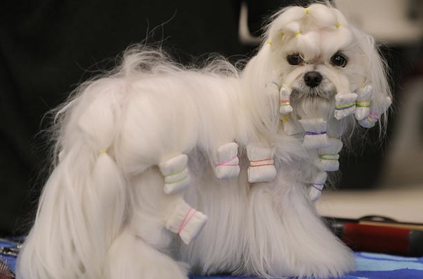 �������� ����� Westminster Kennel Club Dog Show 2010