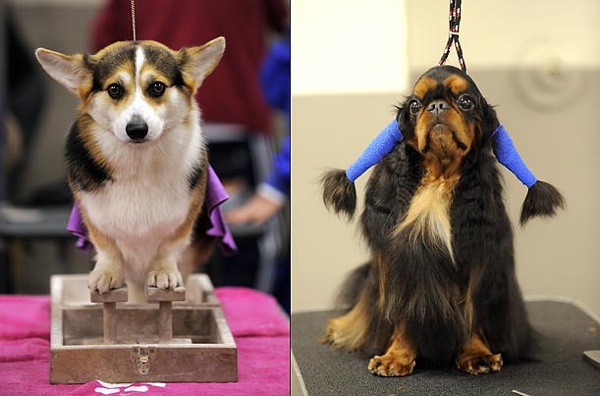 �������� ����� Westminster Kennel Club Dog Show 2010