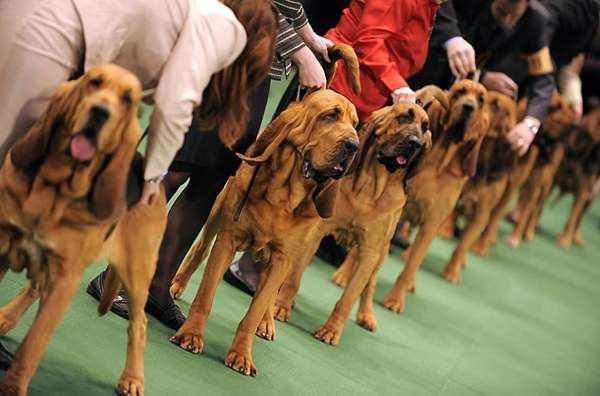 �������� ����� Westminster Kennel Club Dog Show 2010