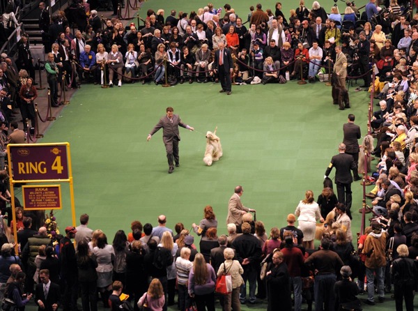 �������� ����� Westminster Kennel Club Dog Show 2010