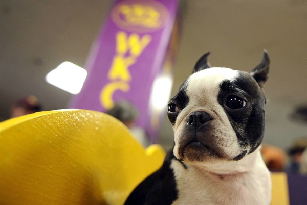�������� ����� Westminster Kennel Club Dog Show 2010