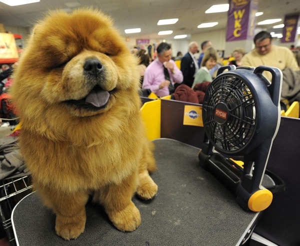 �������� ����� Westminster Kennel Club Dog Show 2010
