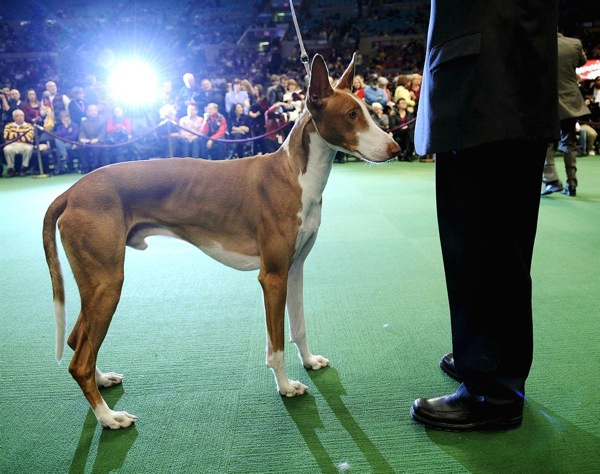 �������� ����� Westminster Kennel Club Dog Show 2010