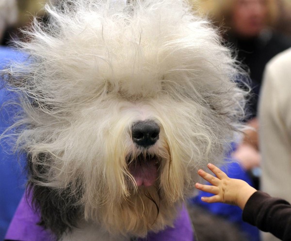 �������� ����� Westminster Kennel Club Dog Show 2010