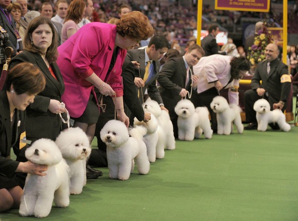 �������� ����� Westminster Kennel Club Dog Show 2010