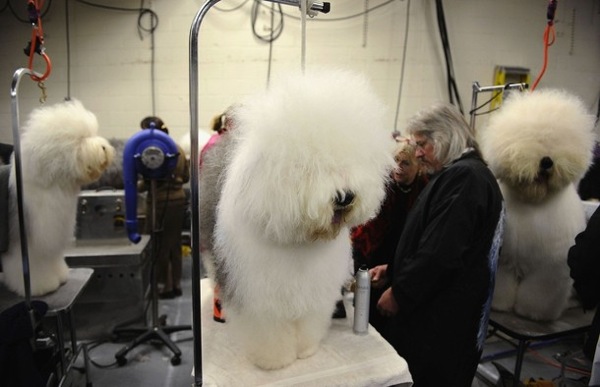 �������� ����� Westminster Kennel Club Dog Show 2010