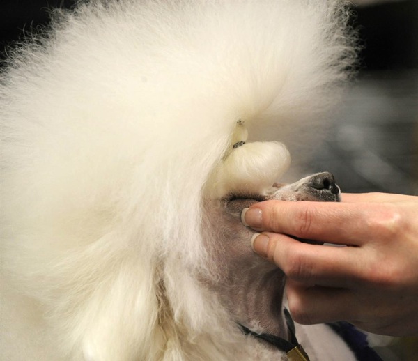 �������� ����� Westminster Kennel Club Dog Show 2010