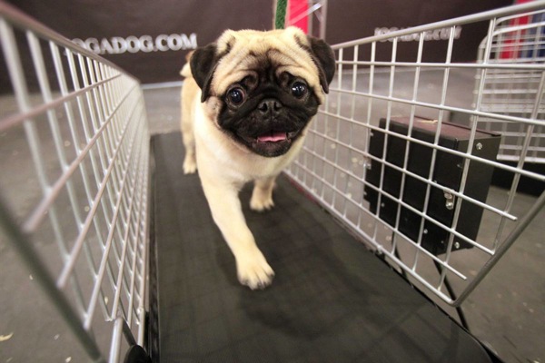 �������� ����� Westminster Kennel Club Dog Show 2010
