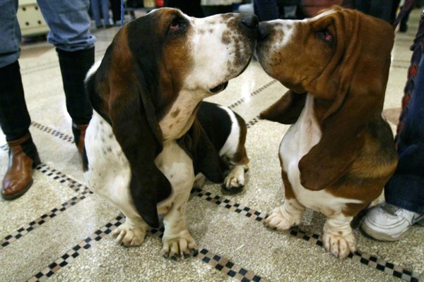 �������� ����� Westminster Kennel Club Dog Show 2010