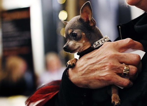 �������� ����� Westminster Kennel Club Dog Show 2010