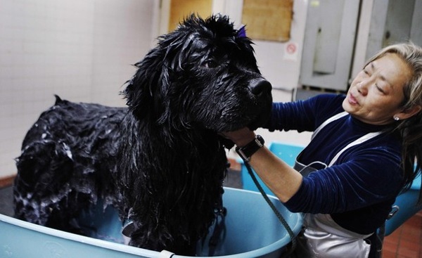 �������� ����� Westminster Kennel Club Dog Show 2010