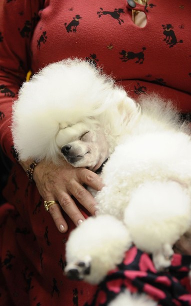 �������� ����� Westminster Kennel Club Dog Show 2010