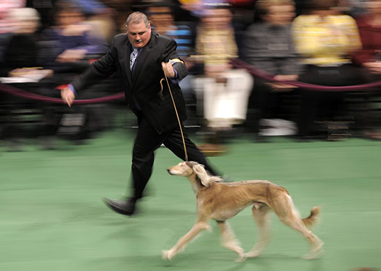 �������� ����� Westminster Kennel Club Dog Show 2010