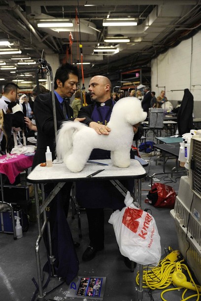�������� ����� Westminster Kennel Club Dog Show 2010