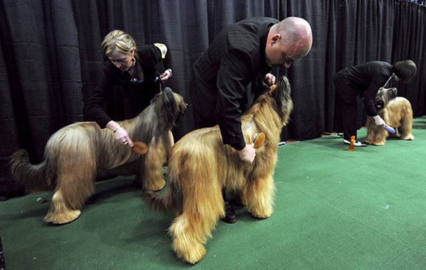 �������� ����� Westminster Kennel Club Dog Show 2010