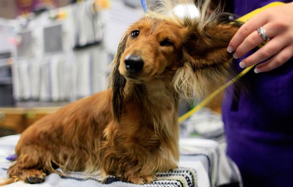�������� ����� Westminster Kennel Club Dog Show 2010