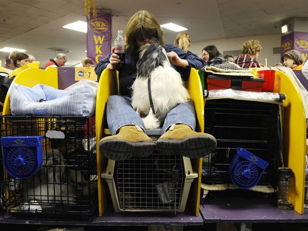 �������� ����� Westminster Kennel Club Dog Show 2010
