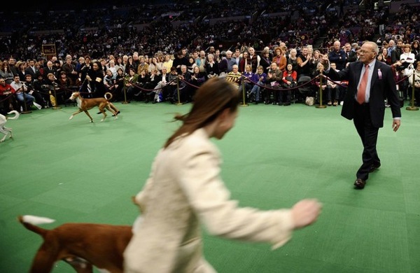 �������� ����� Westminster Kennel Club Dog Show 2010