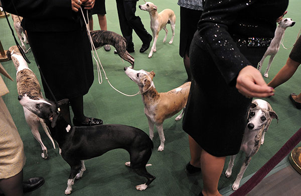 �������� ����� Westminster Kennel Club Dog Show 2010
