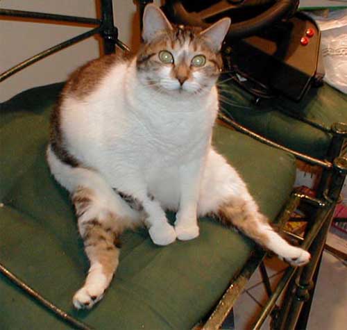 ���������� ��������
